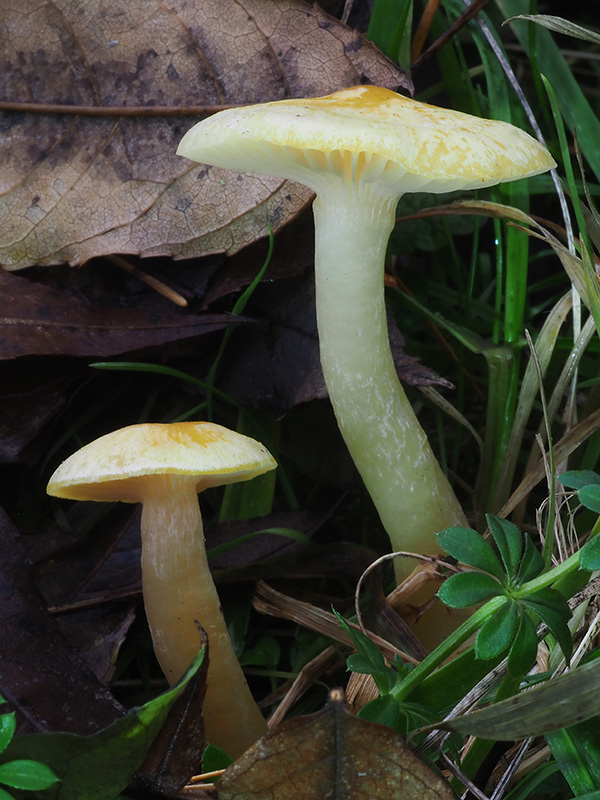 šťavnačka smrekovcová Hygrophorus lucorum Kalchbr.