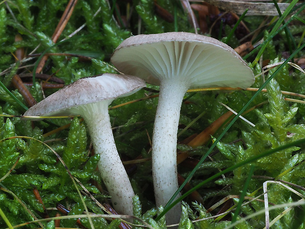 šťavnačka bodkovaná Hygrophorus pustulatus (Pers.) Fr.