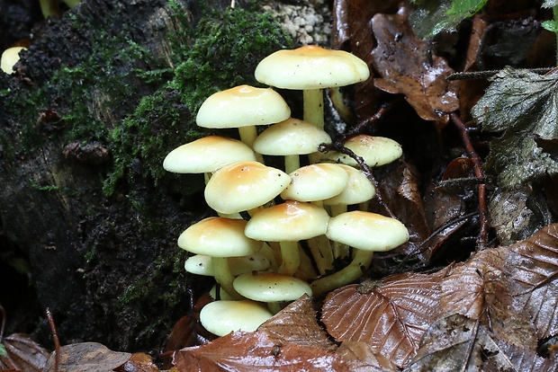 strapcovka zväzkovitá Hypholoma fasciculare (Huds.) P. Kumm.