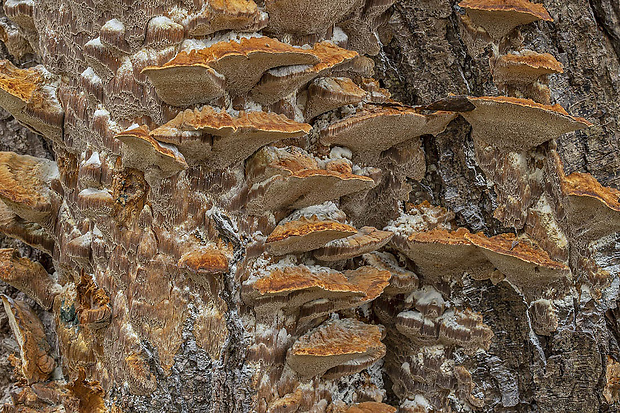 ryšavec lúčový Inonotus radiatus (Sowerby) P. Karst.