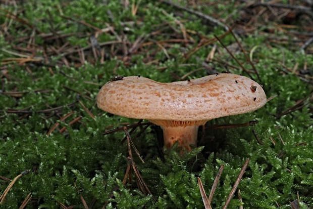 rýdzik pravý Lactarius deliciosus (L.) Gray