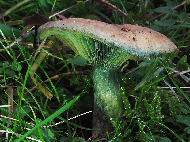 rýdzik oranžovokrvavý Lactarius semisanguifluus R. Heim & Leclair