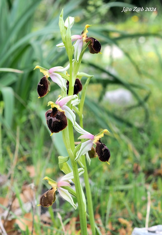 hmyzovník Ophrys argolica subsp. biscutella (O. Danesch &amp; E. Danesch) Kreutz