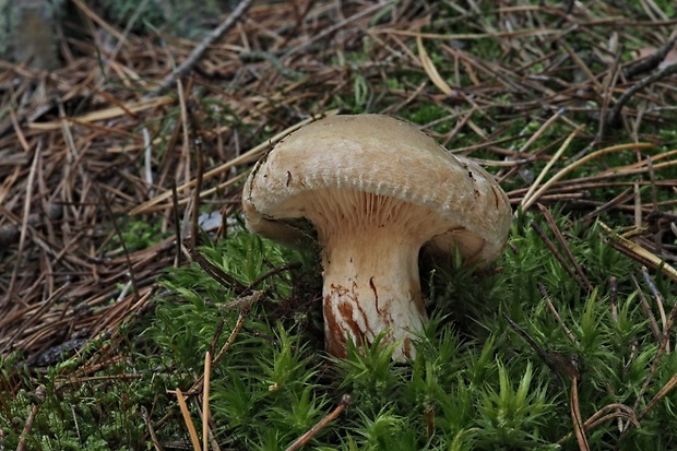 čechračka podvinutá Paxillus involutus (Batsch) Fr.