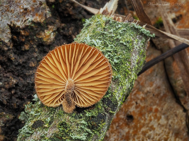 šupináčik obyčajný Phaeomarasmius erinaceus (Fr.) Scherff. ex Romagn.