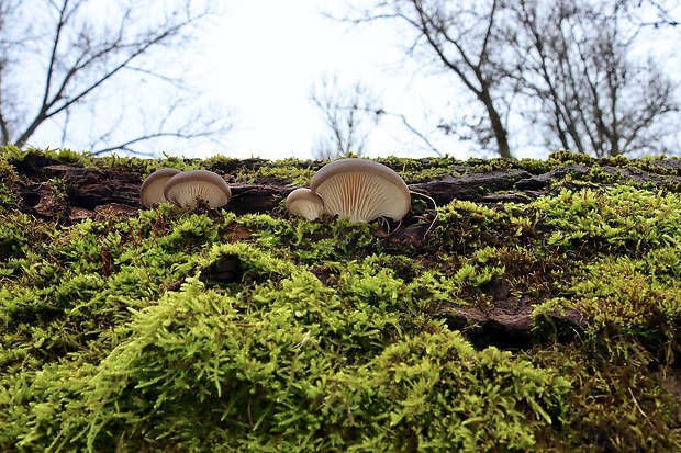 hliva ustricovitá Pleurotus ostreatus (Jacq.) P. Kumm.