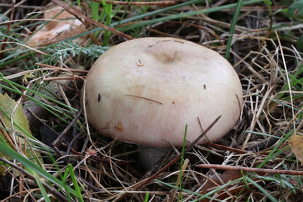 plávka mandľová Russula vesca Fr.