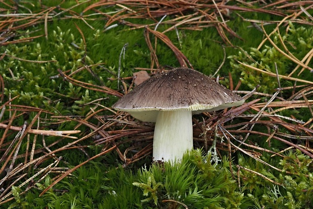 čírovka sivá Tricholoma portentosum (Fr.) Quél.