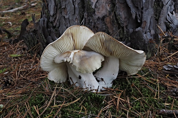 čírovka mydlová Tricholoma saponaceum (Fr.) P. Kumm.