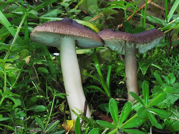 čírovka zemná Tricholoma terreum (Schaeff.) P. Kumm.