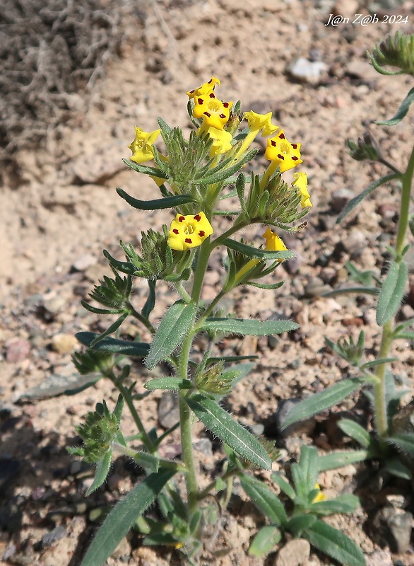 arnebia Arnebia grandiflora (Trautv.) M. Popov