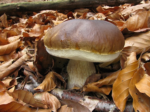 hríb smrekový Boletus edulis Bull.