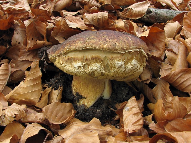 hríb sosnový Boletus pinophilus Pil. et Dermek in Pil.