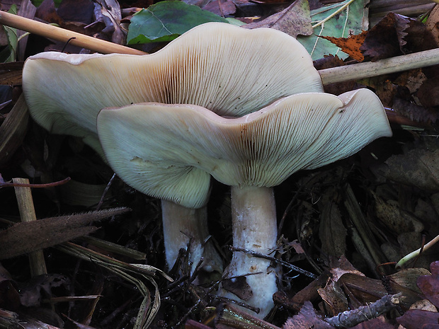 strmuľka inovaťová Clitocybe nebularis (Batsch) P. Kumm.