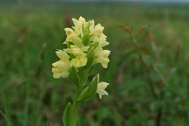 vstavačovec bazový Dactylorhiza sambucina (L.) Soó