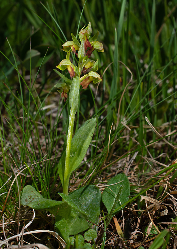 vstavačovec zelený Dactylorhiza viridis (L.) A.M. Bateman, A.M. Pridgeon &amp; M. Chase