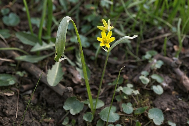 krivec Gagea sp.