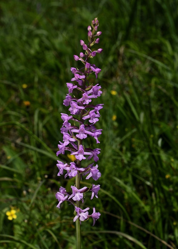 päťprstnica obyčajná Gymnadenia conopsea (L.) R. Br.