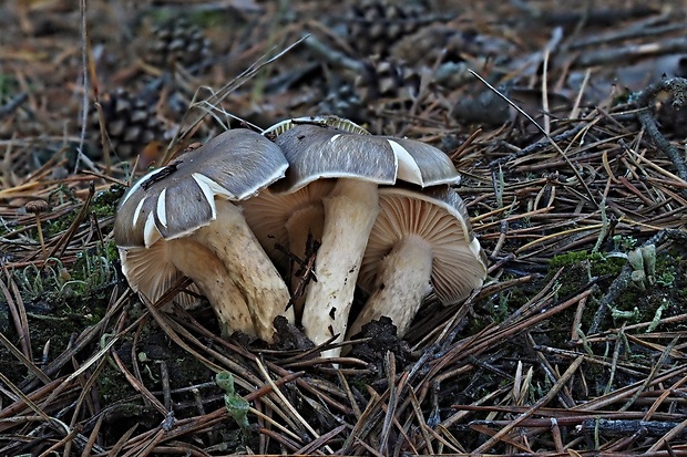 šťavnačka mrazová Hygrophorus hypothejus (Fr.) Fr.