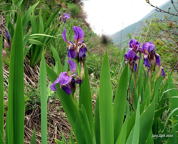 kosatec Iris alberti Regel