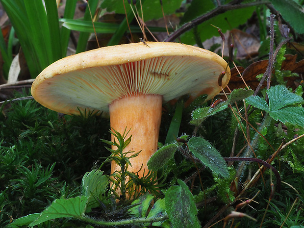 rýdzik jedľový Lactarius salmonicolor R. Heim & Leclair