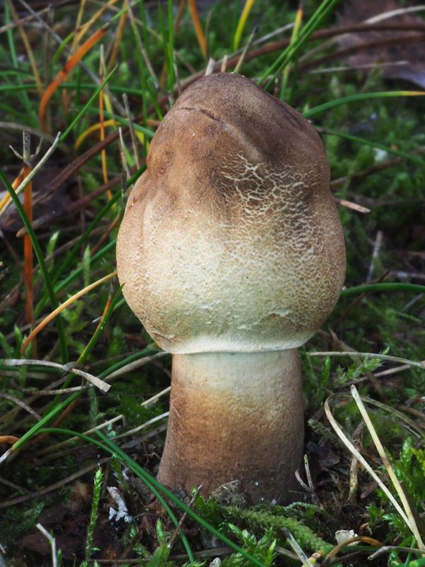 bedľa vysoká Macrolepiota procera (Scop.) Singer