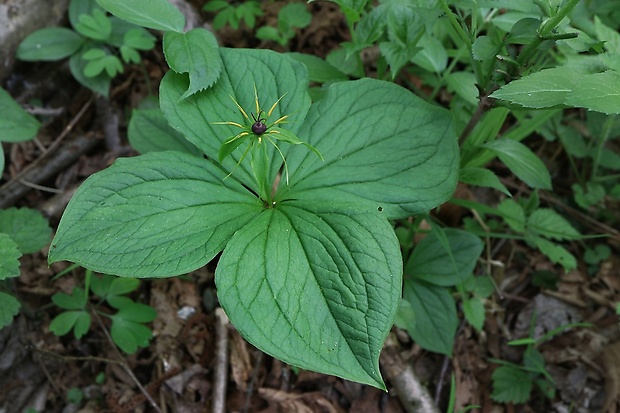 vranovec štvorlistý Paris quadrifolia L.