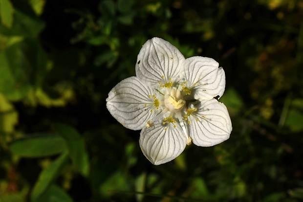 bielokvet močiarny Parnassia palustris L.