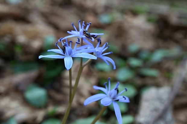 scila karpatská Scilla kladnii Schur