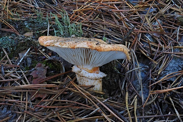 čírovka prsteňová Tricholoma focale (Fr.) Ricken