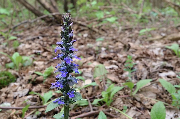 zbehovec plazivý Ajuga reptans L.