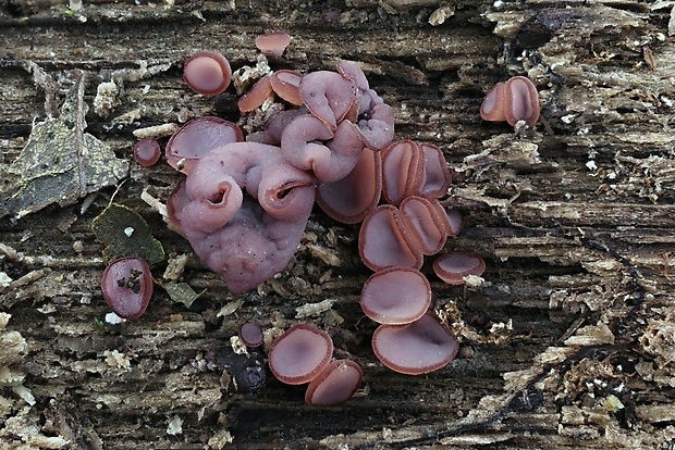 vrtidlovka Ascocoryne sp.