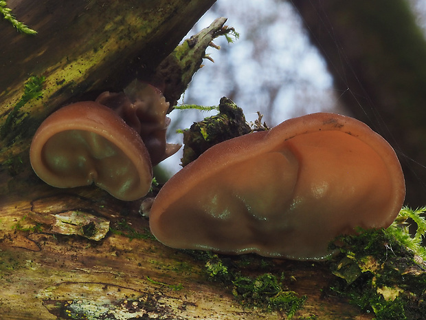 uchovec bazový Auricularia auricula-judae (Bull.) Quél.