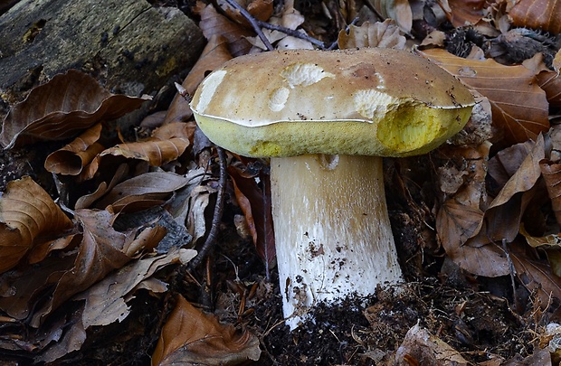 hríb smrekový Boletus edulis Bull.