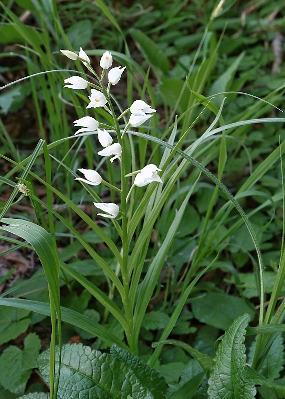 prilbovka dlholistá Cephalanthera longifolia (L.) Fritsch