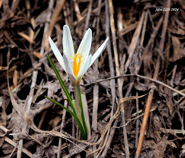 šafran Crocus alatavicus Regel & Semen.