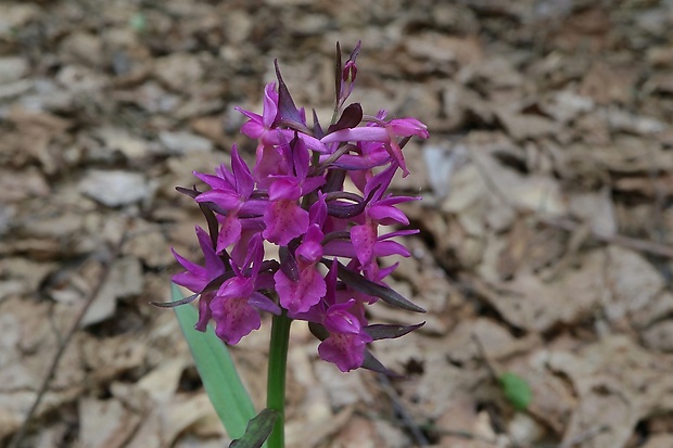 vstavačovec bazový Dactylorhiza sambucina (L.) Soó