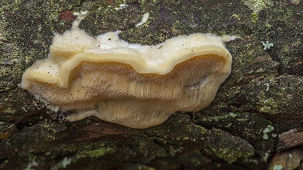 diplomitopórovec žltkastý Diplomitoporus flavescens (Bres.) Domański