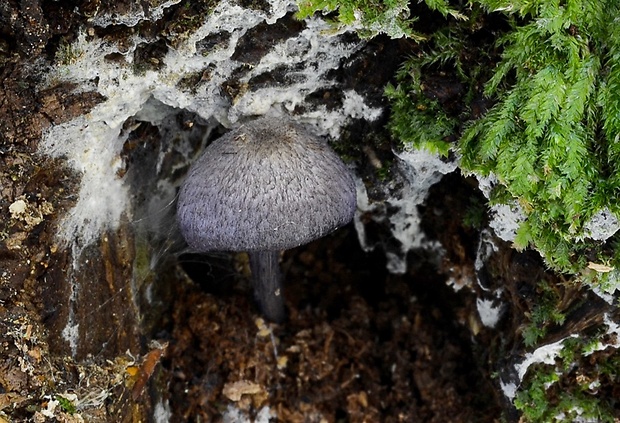 hodvábnica fialovomodrá Entoloma euchroum (Pers.) Donk