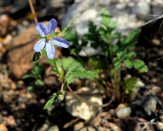 bocianik Erodium oxyrhynchum M. Bieb.