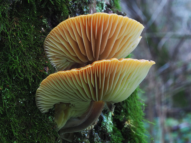 plamienka Flammulina sp.