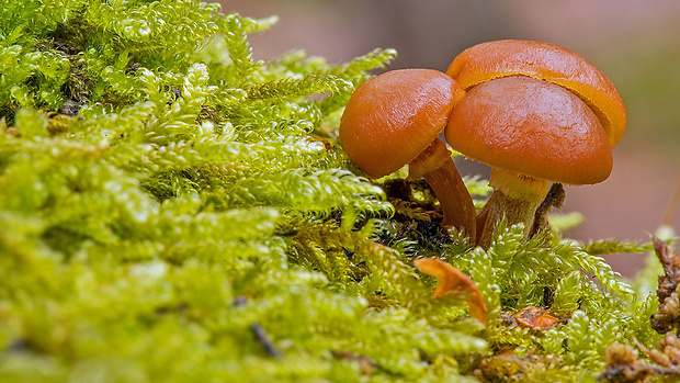 kapucňovka okrovohnedastá Galerina marginata (Batsch) Kühner