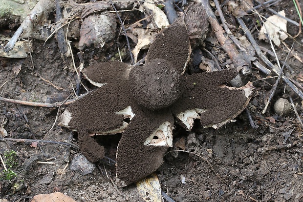 hviezdovka vlasatá Geastrum melanocephalum (Czern.) V.J. Staněk