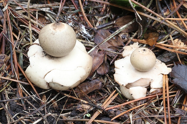 hviezdovka trojitá Geastrum triplex Jungh.