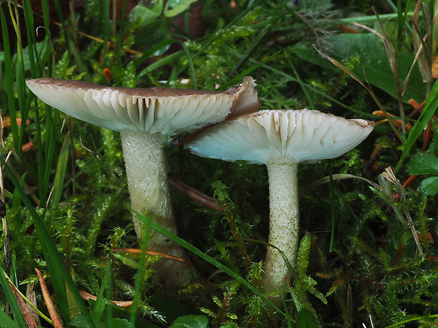 šťavnačka bodkovaná Hygrophorus pustulatus (Pers.) Fr.