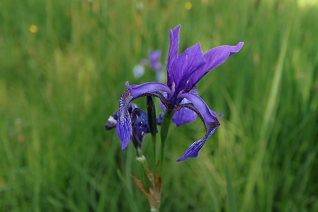 kosatec sibírsky Iris sibirica L.