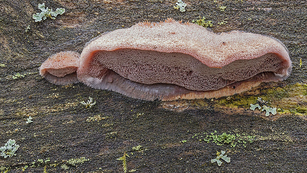 tvarohovček fialovejúci Leptoporus mollis (Pers.) Quél.