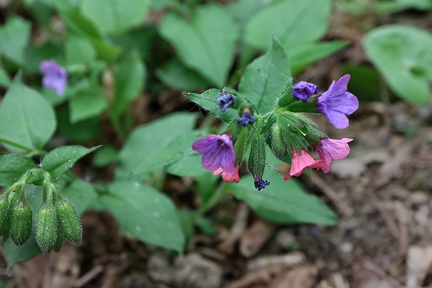 pľúcnik lekársky Pulmonaria officinalis L.