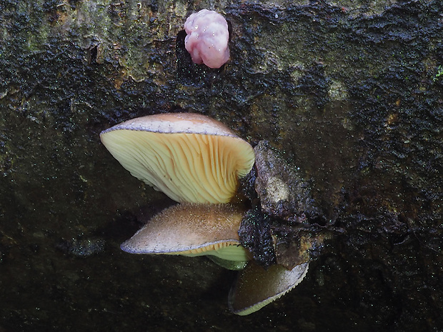 pňovka neskorá Sarcomyxa serotina (Pers.) P. Karst.