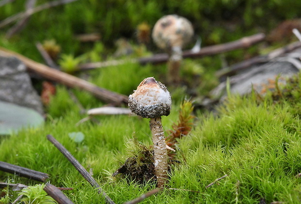 stopkovec zimný Tulostoma brumale Pers.